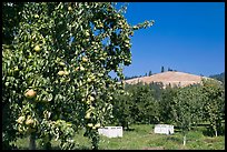 Pear orchard. Oregon, USA ( color)
