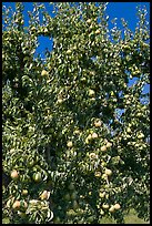 Pear tree covered with fruits. Oregon, USA (color)