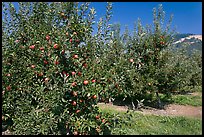Red apple trees. Oregon, USA (color)
