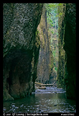 Oneonta Gorge. Columbia River Gorge, Oregon, USA (color)