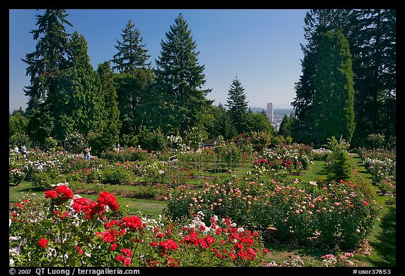 Rose Garden and city high rise. Portland, Oregon, USA (color)