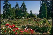 Rose Garden and city high rise. Portland, Oregon, USA