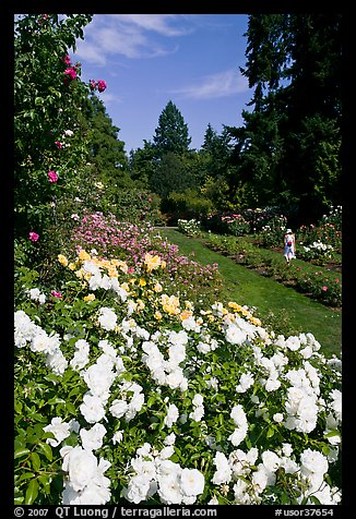 White roses, Rose Garden. Portland, Oregon, USA (color)