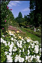 White roses, Rose Garden. Portland, Oregon, USA