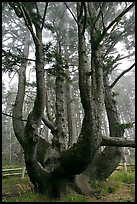 Chandelier tree, Cap Meares. Oregon, USA