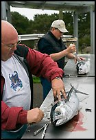 Men cleaning just caught fish. Newport, Oregon, USA