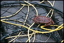 Crab crawling on ropes and nets. Newport, Oregon, USA