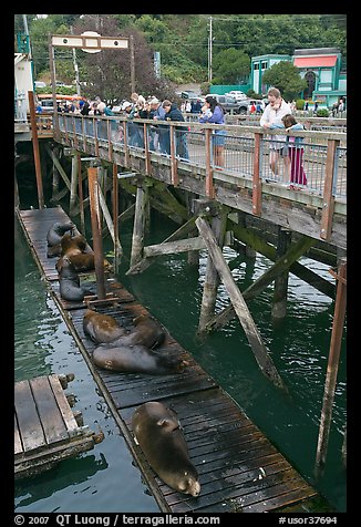 Tourists looking at Sea Lions. Newport, Oregon, USA (color)