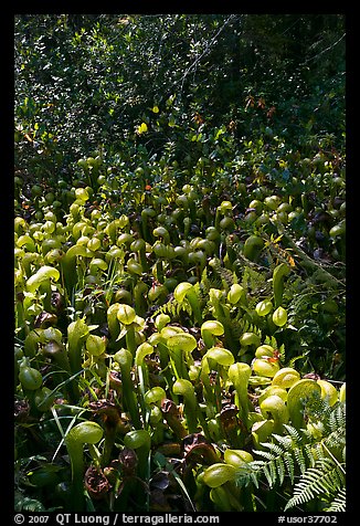Patch of Californica Darlingtonia carnivorous plants. Oregon, USA (color)