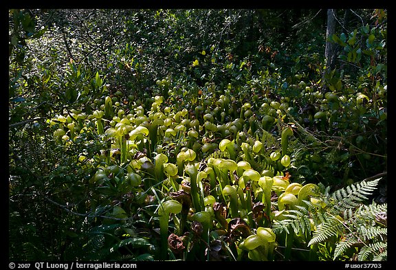 Dense patch of cobra-lilies (Californica Darlingtonia). Oregon, USA