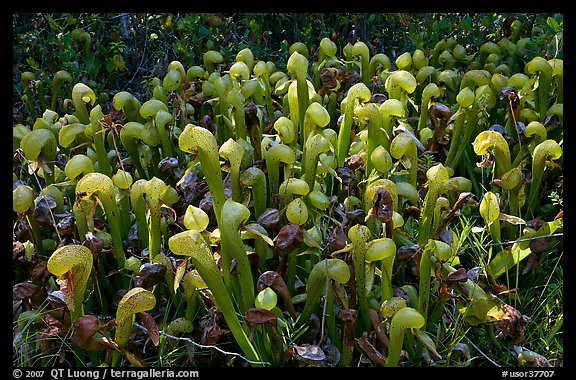 Dense patch of pitcher plants (Californica Darlingtonia). Oregon, USA (color)