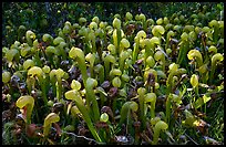 Dense patch of pitcher plants (Californica Darlingtonia). Oregon, USA ( color)
