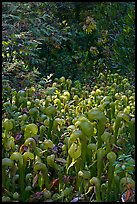 Dense patch of cobra orchids carnivorous plants  (Californica Darlingtonia). Oregon, USA (color)