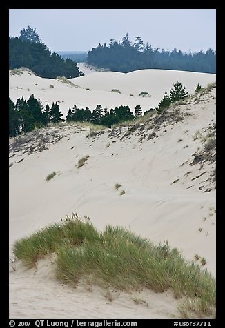 Grasses, trees, and dunes, Oregon Dunes National Recreation Area. Oregon, USA (color)