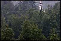 Spruce-Hemlock forest and Umpqua River Lighthouse. Oregon, USA ( color)