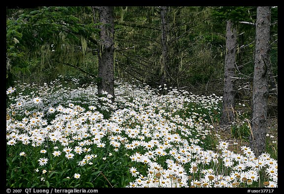 Daisies in dark forest, Shore Acres. Oregon, USA