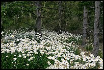 Daisies in dark forest, Shore Acres. Oregon, USA ( color)