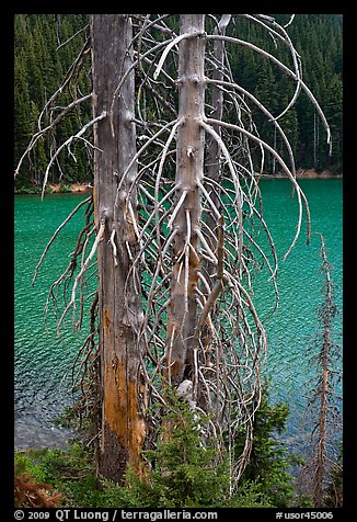 Bare tree trunks and emerald waters, Devils Lake. Oregon, USA