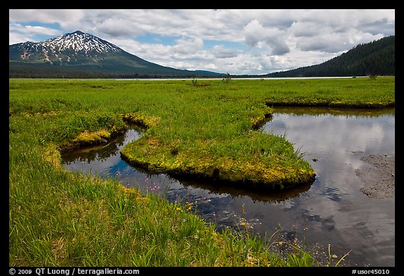 Meadow, South Sister, Deschutes National Forest. Oregon, USA
