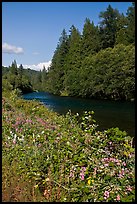 McKenzie River. Oregon, USA ( color)