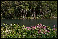 Flowers, McKenzie river, and trees. Oregon, USA