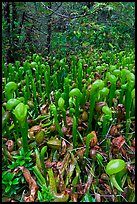 Pitcher plants. Oregon, USA (color)