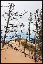 Tree skelons on dunes, Oregon Dunes National Recreation Area. Oregon, USA (color)