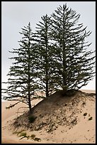 Pine trees on Umpqua dunes, Oregon Dunes National Recreation Area. Oregon, USA