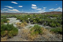 Shrubs in Eastern Oregon high desert. Oregon, USA ( color)