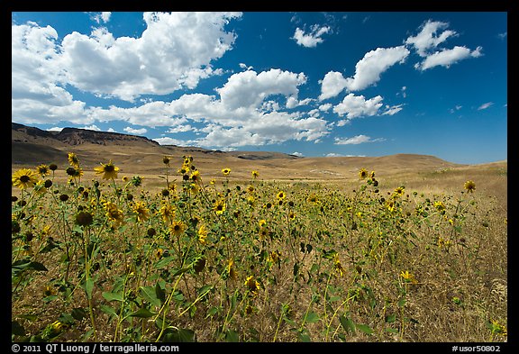 Sunflowers and grasslands. Oregon, USA (color)