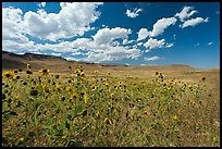 Sunflowers and grasslands. Oregon, USA (color)