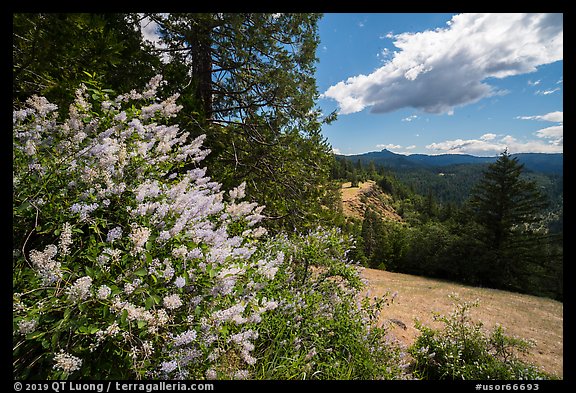 Blooms and Siskiyou Mountains. Cascade Siskiyou National Monument, Oregon, USA (color)