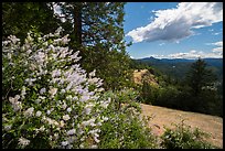 Blooms and Siskiyou Mountains. Cascade Siskiyou National Monument, Oregon, USA ( color)