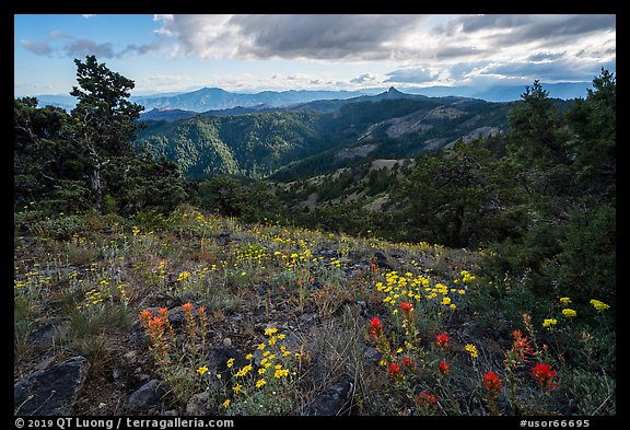 Summer wildflowers and distant Pilot Rock. Cascade Siskiyou National Monument, Oregon, USA (color)