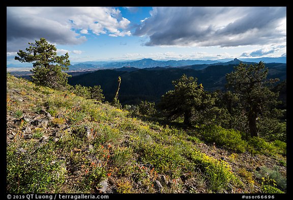 Sunny meadow with wildflowers and distant Pilot Rock. Cascade Siskiyou National Monument, Oregon, USA (color)