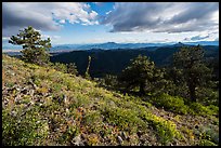 Sunny meadow with wildflowers and distant Pilot Rock. Cascade Siskiyou National Monument, Oregon, USA ( color)