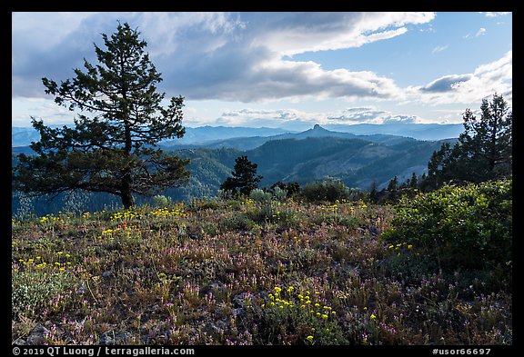 Wildflower carpet and distant Pilot Rock. Cascade Siskiyou National Monument, Oregon, USA (color)