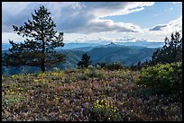 Wildflower carpet and distant Pilot Rock. Cascade Siskiyou National Monument, Oregon, USA ( color)