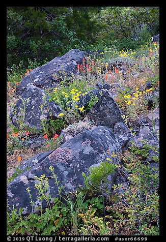 Rocks and wildflowers. Cascade Siskiyou National Monument, Oregon, USA (color)