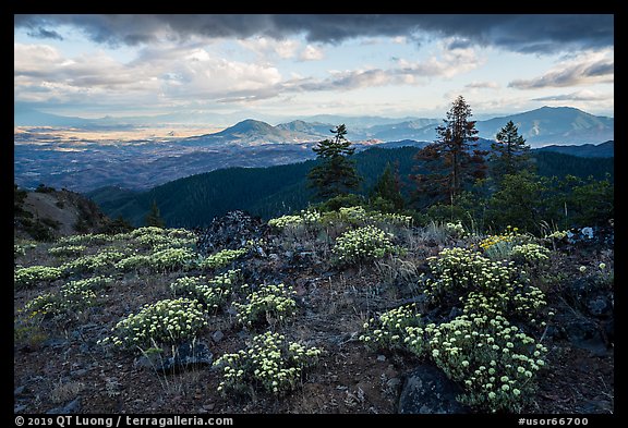 Wildflowers, late afternoon, Boccard Point. Cascade Siskiyou National Monument, Oregon, USA