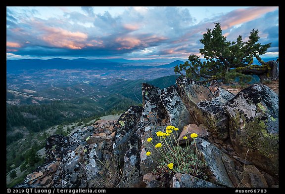 Wildflowers in juniper scablands at sunset, Boccard Point. Cascade Siskiyou National Monument, Oregon, USA