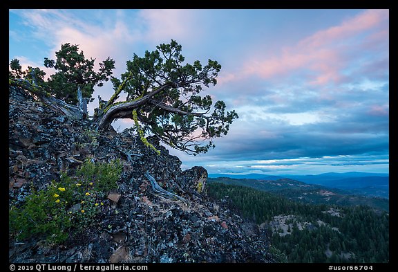 Juniper and wildflowers at sunset, Boccard Point. Cascade Siskiyou National Monument, Oregon, USA (color)
