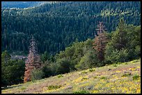Wildflowers and conifer forest. Cascade Siskiyou National Monument, Oregon, USA ( color)