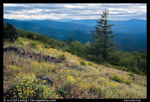 Wildflowers and Siskiyou Mountains. Cascade Siskiyou National Monument, Oregon, USA (color)