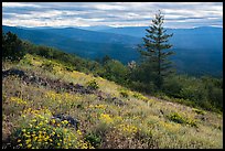 Wildflowers and Siskiyou Mountains. Cascade Siskiyou National Monument, Oregon, USA ( color)