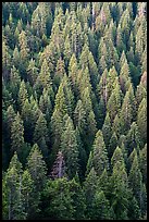 White fir forest from above. Cascade Siskiyou National Monument, Oregon, USA ( color)