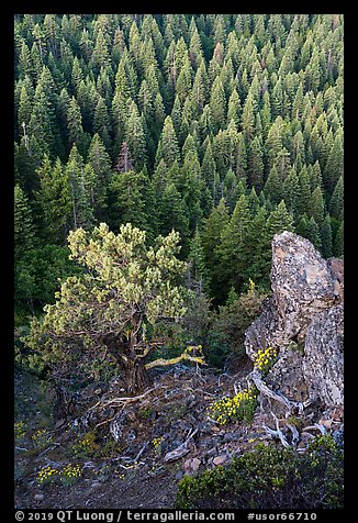 Outcrop, wildflowers, and mixed conifer forest. Cascade Siskiyou National Monument, Oregon, USA