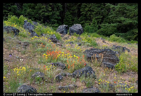 Wildflowers and rocks in clearing. Cascade Siskiyou National Monument, Oregon, USA (color)