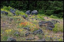 Wildflowers and rocks in clearing. Cascade Siskiyou National Monument, Oregon, USA ( color)