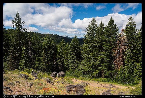 Clearing with distant view of Pilot Rock. Cascade Siskiyou National Monument, Oregon, USA (color)